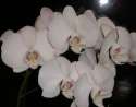 falaenopsis