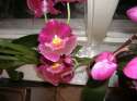 miltonia