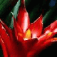 0032.gif