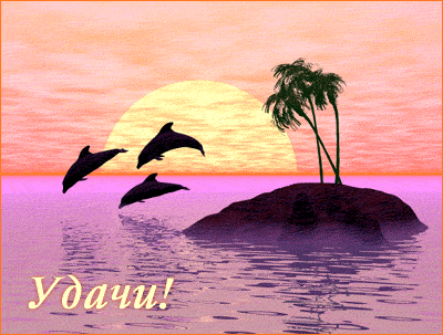 dolphins-web.gif