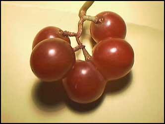 evilgrapes-tobym.jpg