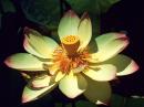 Flowerses_047.jpg