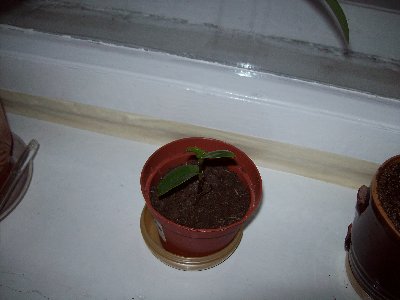 100_1851.jpg