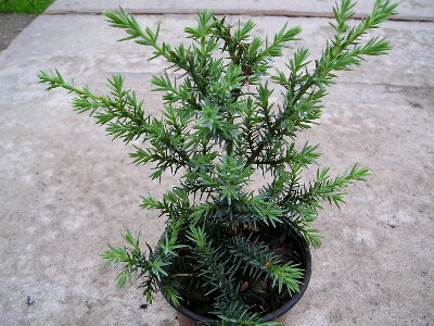 P1015293-1.jpg