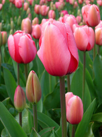 Tulips.jpg